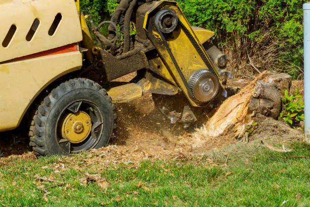 Best Tree Cutting Near Me  in Marmora, NJ